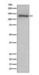 TLR7 antibody western blot Raji cells STJA0036379