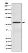 GATA4 antibody western blot HeLa lysates STJA0036381