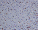 CD163 antibody immunohistochemistry mouse liver STJA0036401
