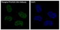 Phospho-POLR2A antibody immunofluorescence HeLa cells STJA0036403