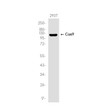 CRISPR-Cas9 SA antibody western blot 293T STJA0036405