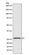 GDNF antibody western blot HepG2 lysates STJA0036409