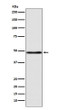 GCET1 antibody western blot MCF-7 lysates STJA0036415