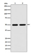 LOX antibody western blot Jurkat mouse brain STJA0036416