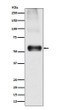 EAAT1 antibody western blot mouse brain STJA0036424