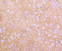 EAAT1 antibody immunohistochemistry mouse brain STJA0036424