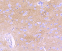 EAAT1 antibody immunohistochemistry rat brain STJA0036424