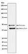 DR5 antibody western blot HeLa lysates STJA0036426