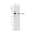 Rel B antibody western blot Raji 3T3 lysates STJA0036437