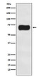 ATG16L1 antibody western blot HeLa lysates STJA0036448