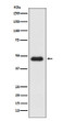 CXCR3 antibody western blot K562 cells STJA0036457