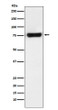 MTA2 antibody western blot HeLa lysates STJA0036471