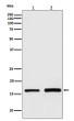 GPX4 antibody western blot HepG2 mouse testis STJA0036487