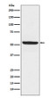 SPHK1 antibody western blot Raji STJA0036490