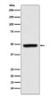 MEIS1 antibody western blot K562 cells STJA0036500