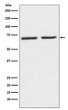 5HT2C Receptor antibody western blot SH-SY5Y mouse kidney STJA0036505