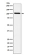 DDX58 antibody western blot Jurkat cells STJA0036511