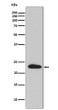 SNAP23 antibody western blot HeLa lysates STJA0036523