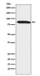 Dynein intermediate chain 1 antibody western blot mouse testis STJA0036530