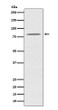 OPA1 antibody western blot HeLa STJA0036532