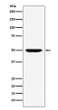 MUM1 antibody western blot Daudi lysates STJA0036558