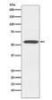 Cytochrome P450 2D6 antibody western blot K562 STJA0036569