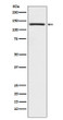 USP28 antibody western blot A431 cells STJA0036582