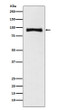 MALT1 antibody western blot Jurkat STJA0036583