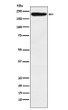 IQGAP1 antibody western blot HeLa lysates STJA0036604