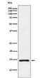 ANP antibody western blot PC-3 cells STJA0036609