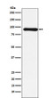Cullin 1 antibody western blot MCF-7 STJA0036613
