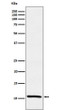 Estrogen Inducible Protein pS2 antibody western blot MCF-7 STJA0036614