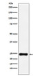 BAG2 antibody western blot HeLa STJA0036622