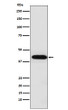 Inhibin alpha antibody western blot HeLa lysates STJA0036623