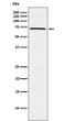 MELK antibody western blot K562 lysates STJA0036632