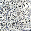 5 Lipoxygenase antibody immunohistochemistry human tonsil STJA0036636
