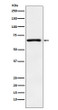 Parathyroid Hormone Receptor 1 antibody western blot HeLa STJA0036649