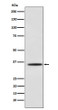 Myogenin antibody western blot C2C12 STJA0036661