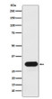 HLA DRB1 antibody western blot Ramos lysates STJA0036664