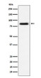 CD105 antibody western blot HUVEC STJA0036675