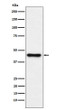ABHD5 antibody western blot HepG2 STJA0036677