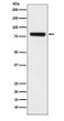 SEC23A antibody western blot HeLa lysates STJA0036706