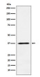 JAB1 antibody western blot MCF-7 cells STJA0036708