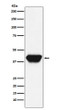 SPI1 antibody western blot Daudi lysates STJA0036728