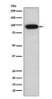 Villin antibody western blot Caco2 lysates STJA0036732