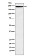 LY75 antibody western blot human tonsil STJA0036740
