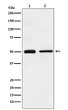 TIM1 antibody western blot HeLa NIH/3T3 STJA0036748
