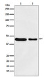 MC4R antibody western blot MCF-7 RAW2647 STJA0036751
