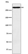 CD35 antibody western blot TF1 cells STJA0036752
