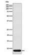 beta Defensin 1 antibody western blot human recombinant lysates STJA0036758
